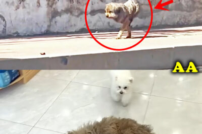 The strong puppy who lost both legs, struggling to find food,a month after being rescued big changes
