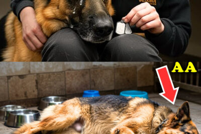 They Ignored The Dog’s Cries For 20 Days — What They Found Behind The Door Shocked Everyone