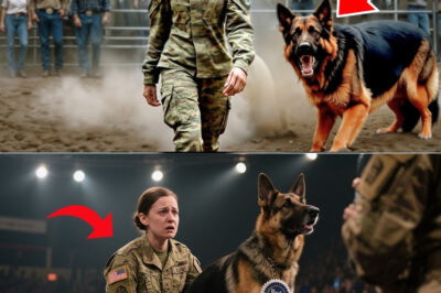 Female Veteran Humiliated At Dog Showcase — Until Her German Shepherd Leaves Everyone Speechless!