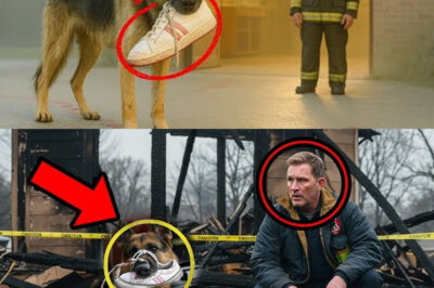 Stray Dog Brings Bloody Shoe to Fire Station — What Followed Was Unbelievable