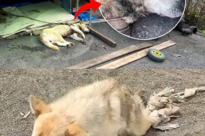 After 11 years of being chained, the dog thought he would be free, but suffering came
