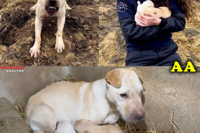 Abandoned And Alone Mama Dog Fights To Save Her Babies, What Happens Next Is Shocking!