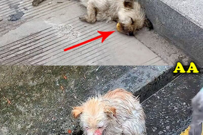 A paralyzed stray dog clenched a hard piece of bread in its mouth, refusing to let go — its only food.