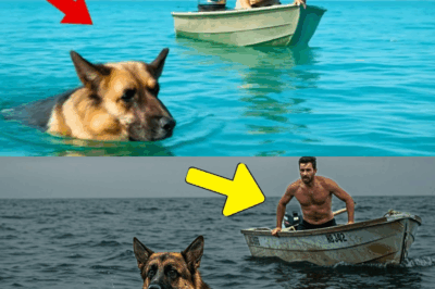 A Man Saw a German Shepherd Swimming Exhausted in the Sea, and Something Unexpected Happened