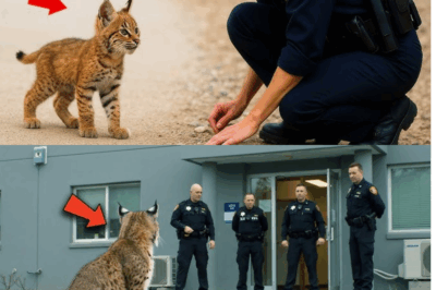 The Lynx’s Strange Behavior Left the Police Officer Stunned!