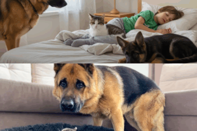 HE’S SO PLAYFUL AND CUTE! HOW THIS K9 GERMAN SHEPHERD REACTS WHEN I TAKE HIS BED! FUNNY GSD PUPPY