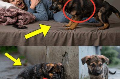 Soldier Hid a Camera to See What His K9 Puppy Did at Night—What He Saw Brought Him to Tears