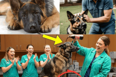 German Shepherd K9 was thrown Coca-Cola — its millionaire owner got revenge on everyone!