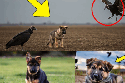 A Dying K9 German Shepherd Puppy Was Surrounded by Vultures… Until a Soldier Stepped In