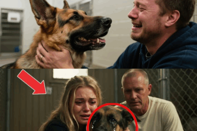 Shelter Worker Watches As German Shepherd Cries For One Man. What Happens Next Will Leave You In