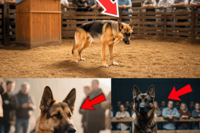 No One Bids on Injured Dog at Auction—Then a Quiet Stranger Raises His Hand