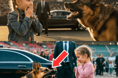 Billionaire Bets a Million Dollars No One Can Calm His Dog—Little Girl With Autism Proves Him Wrong