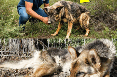 Family Rescues Abandoned German Shepherd on Highway — Then Something Sad Happens