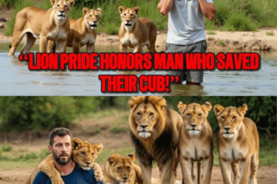 After saving a lion cub, a man is surrounded by the pride — and what they do is shocking!