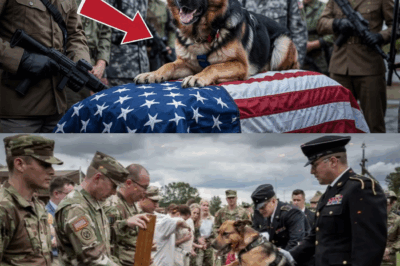 The dog jumped on the veteran’s casket, barking desperately. When it opened… it was pure horror!