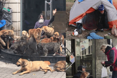 She thought he was just another homeless man using dogs for sympathy… until she stepped into his tent and uncovered a story that would change her forever.