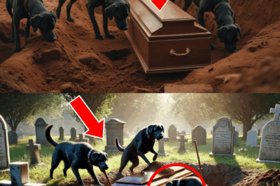 Dogs Dug Up a Grave, and When the Coffin Was Opened, Everyone Was Shocked!