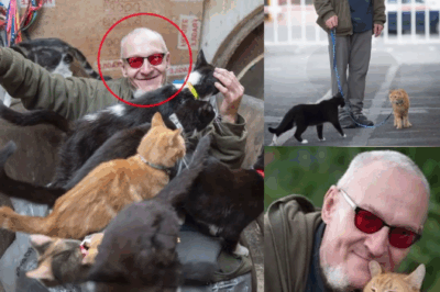 [Full Story] This Old Man Adopts a Dozen Female Kittens Every Week