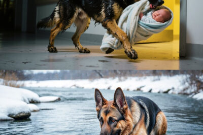 A German Shepherd Walked Into the ER and Dropped a Baby — But That Wasn’t the Shocking Part