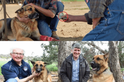 A veteran Paid Just $5 to Rescue a Wounded German Shepherd—Years Later, the Dog Risked Everything to Save His Life in a Moment That Changed Everything