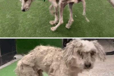 Starved And Fed Marijuana, The Pup Grew Severely Malnourished—Yet Stayed Loyal And Smiling Always…