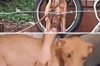 Chained for 5 years in the rain, he begs passersby to save him from his cruel owner