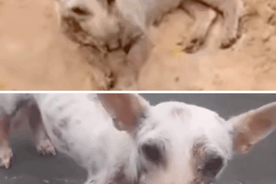 Orphan Puppy Had Sand Thrown At It By Misbehaving Kids After Seeing Their Parents Shooed It Away…