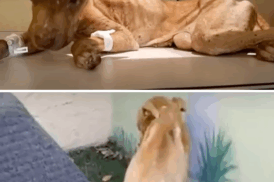 From Despair to Joy: The Miraculous Rescue and Transformation of Glory the Dog