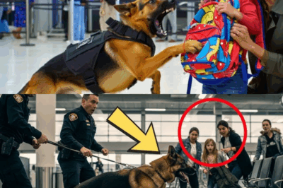 K9 Hero Dog Exposes Woman at Airport — What They Found in the Boy’s Backpack Left Everyone Speechless