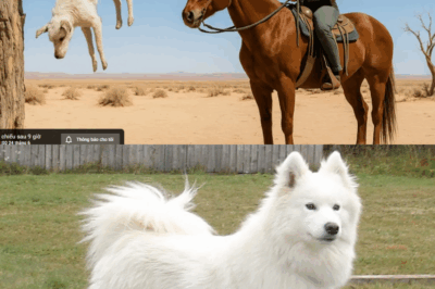 A Ranger Found a Dog Hanging in the Desert – The Miraculous Survival Story That Will Touch Your Heart