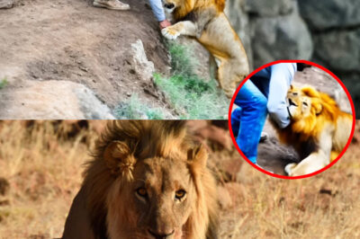 Man saves lion from cliff, but when reaching shore the lion does something shocking