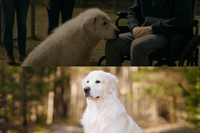 A Paralyzed Teen Went to a Shelter Just to Visit—But One Abused Dog’s Reaction Brought the Entire Room to Tears