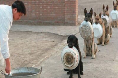 Viral Photo of Shelter Dogs Sparks Compassion and Inspires Change