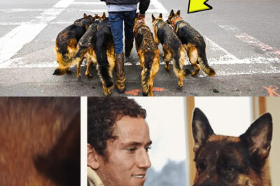 Man Walks His Dogs Every Morning – Until People Discover He’s Hiding an Unbelievable Secret!