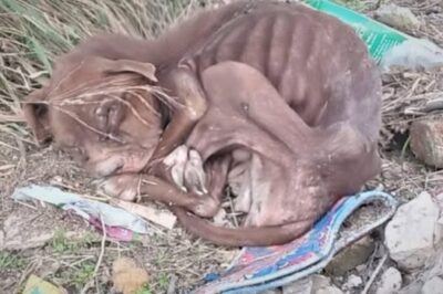 Pitbull’s Miraculous Recovery After Tragic Abuse Sparks Hope and Determination
