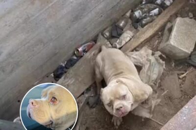 Sad-Eyed Dog Can’t Stop Smiling When He Realizes He’s Being Rescued