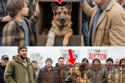 Fierce Bidding War for Injured Dog Ends When a Small Child Steps In—What Happened Next Stunned Everyone