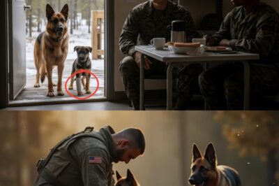Two German Shepherds Show Up at a U.S. Marine’s Door — What Happens Next Will Break Your Heart