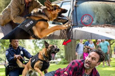 K9 Dog Breaks Into Abandoned Car—What He Found Shocked Everyone