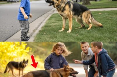 They Mocked Little Girl’s Disabled Dog—Then It Stood Between Her and Death