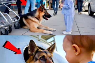 A Little Girl, a Lost German Shepherd, and a Storm: The Heartbreaking Rescue That United a Family