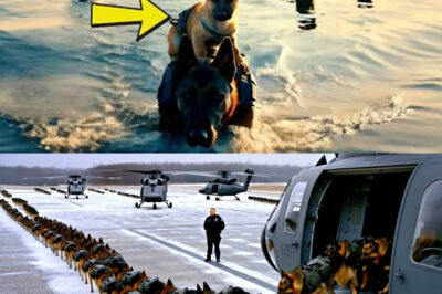 Full Video, The BEST Ways to Train Your Dog in the Snow, on Land, at Sea.