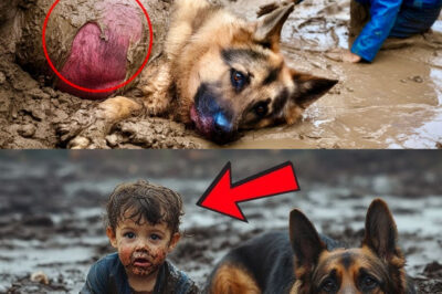 Baby Found a Pregnant German Shepherd Half-Buried in Mud – What Baby Did Next Everyone to Tears!