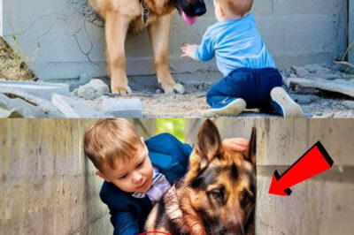 Baby Found a German Shepherd Cemented in a Wall – What he did Next Left Everyone in Tears !
