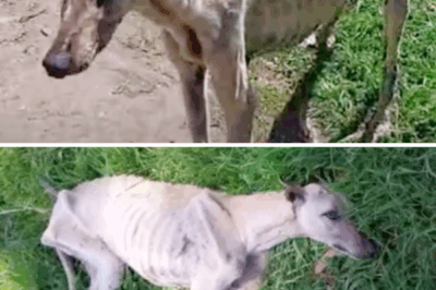 She Was Teased, Shunned, and Forgotten—But That Wasn’t the Saddest Part