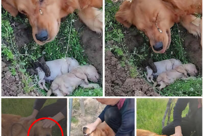 A Mother’s Endless Love: A Dog’s Unwavering Devotion to Her Puppies