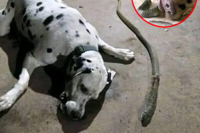 Hero Dog Gives His Life to Save Family from Deadly Cobra—What Happened Next Touched a Nation