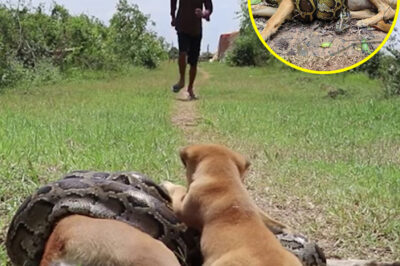 Puppy’s Courage Saves Mother from Giant Python