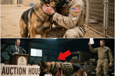 Old K9 Dog About to Be Put Down—Until a Man in a Wheelchair Shouts “STOP!”