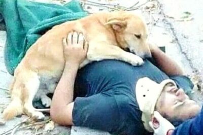 THEY TRIED TO LIFT HIM ONTO THE STRETCHER—BUT THE DOG WOULDN’T MOVE